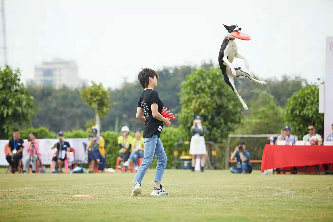 飞盘狗花式赛