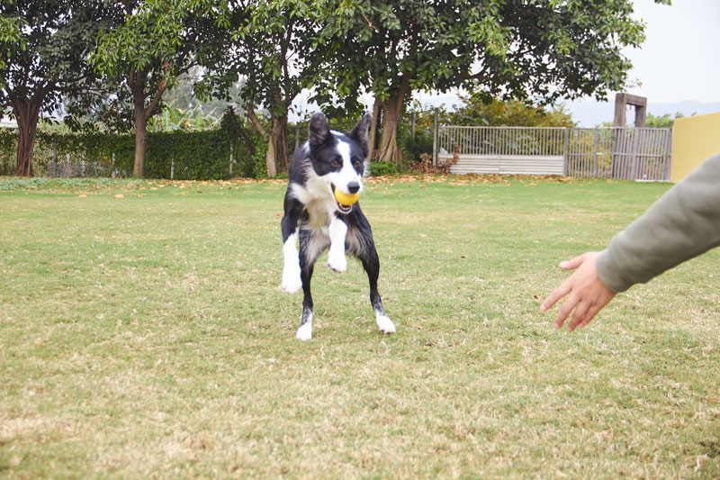狗狗训练球